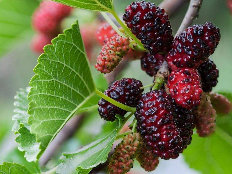 Шелковица купить саженцы из питомнике в Рузаевке