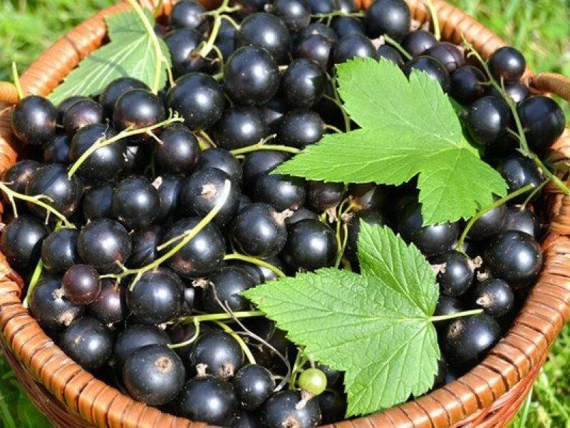 Смородина купить саженцы из питомника в Рузаевке