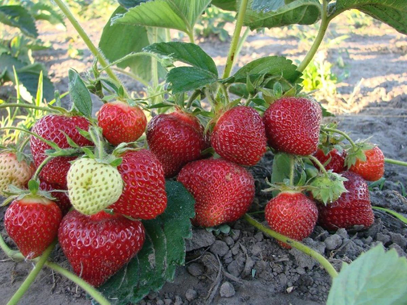 Клубника купить саженцы из питомника в Рузаевке