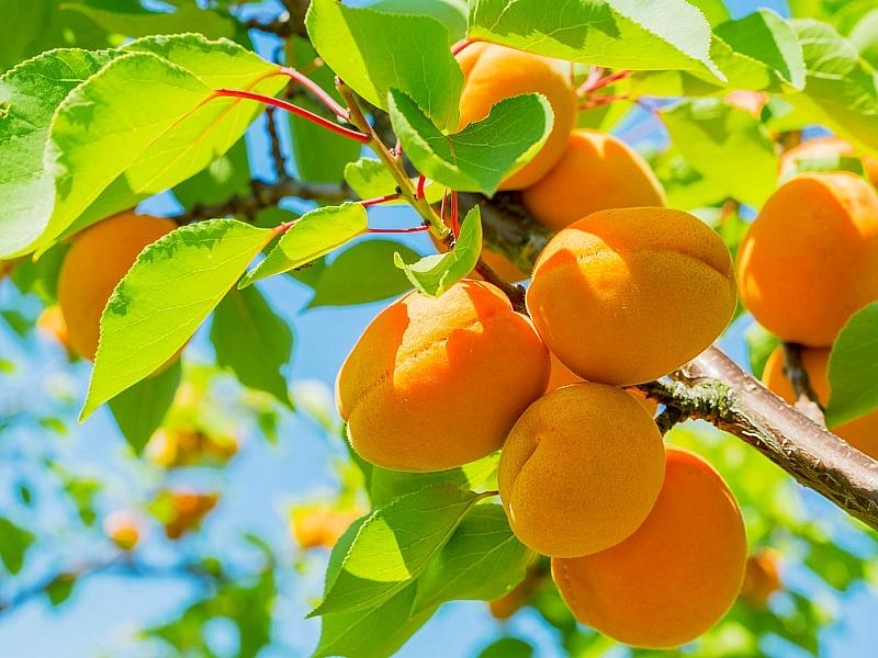 Абрикос купить саженцы из питомнике в Рузаевке
