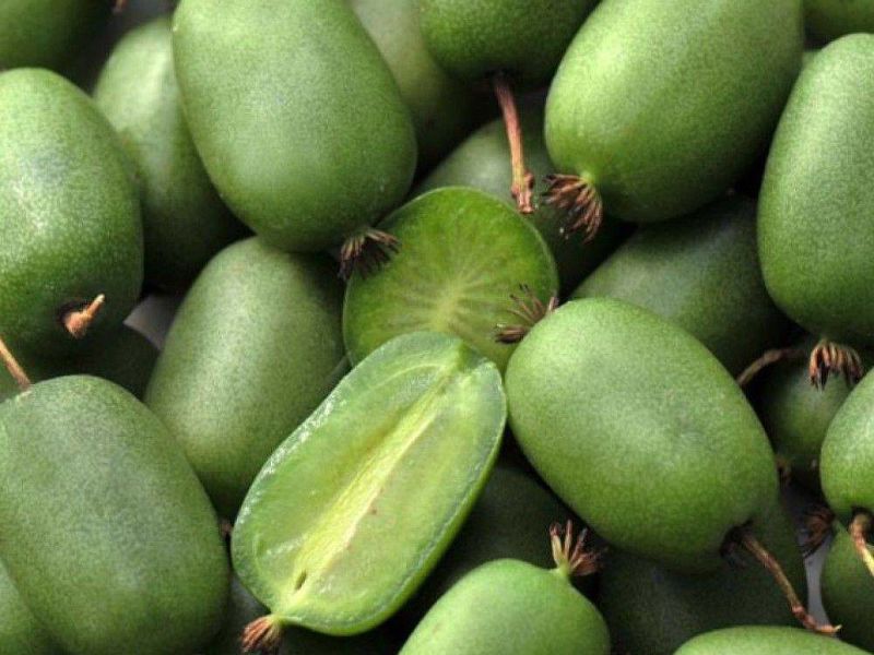 Актинидия купить саженцы из питомнике в Рузаевке