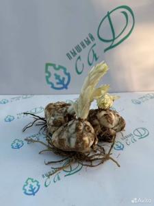 Лилия "ЖОЗЕФИНА" 3 штуки (размер 18/20)