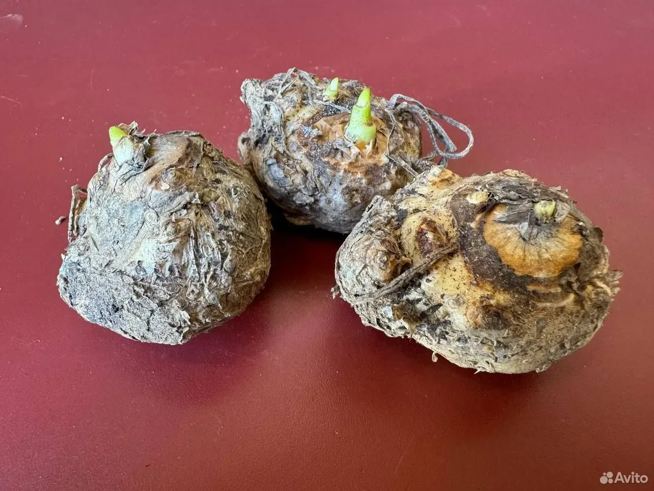 Калла Одесса клубни 3 шт