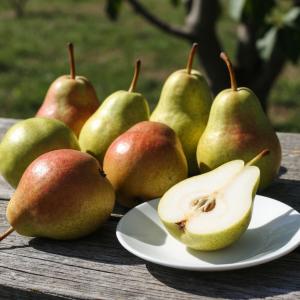 Груша "БЕРЕ КЛЕРЖО" осенняя
